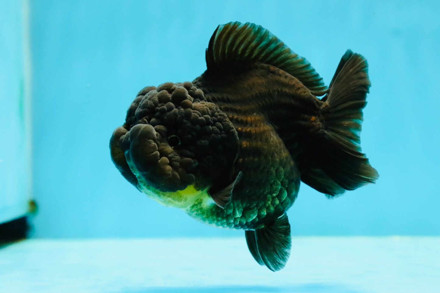 A Grade Cheeky Jet Black Yuanbao Female 4-4.5 inches #1110YB_12