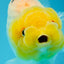 Lemonhead Lionchu Male 4-4.5 inches #0927LC_10