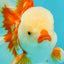 CHICKIE AAA Grade Red White Oranda Male 6 inches #072426OR_06