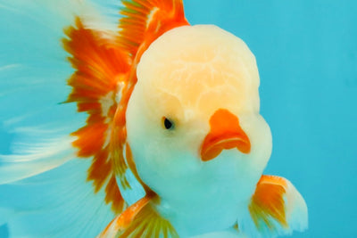 CHICKIE AAA Grade Red White Oranda Male 6 inches #072426OR_06