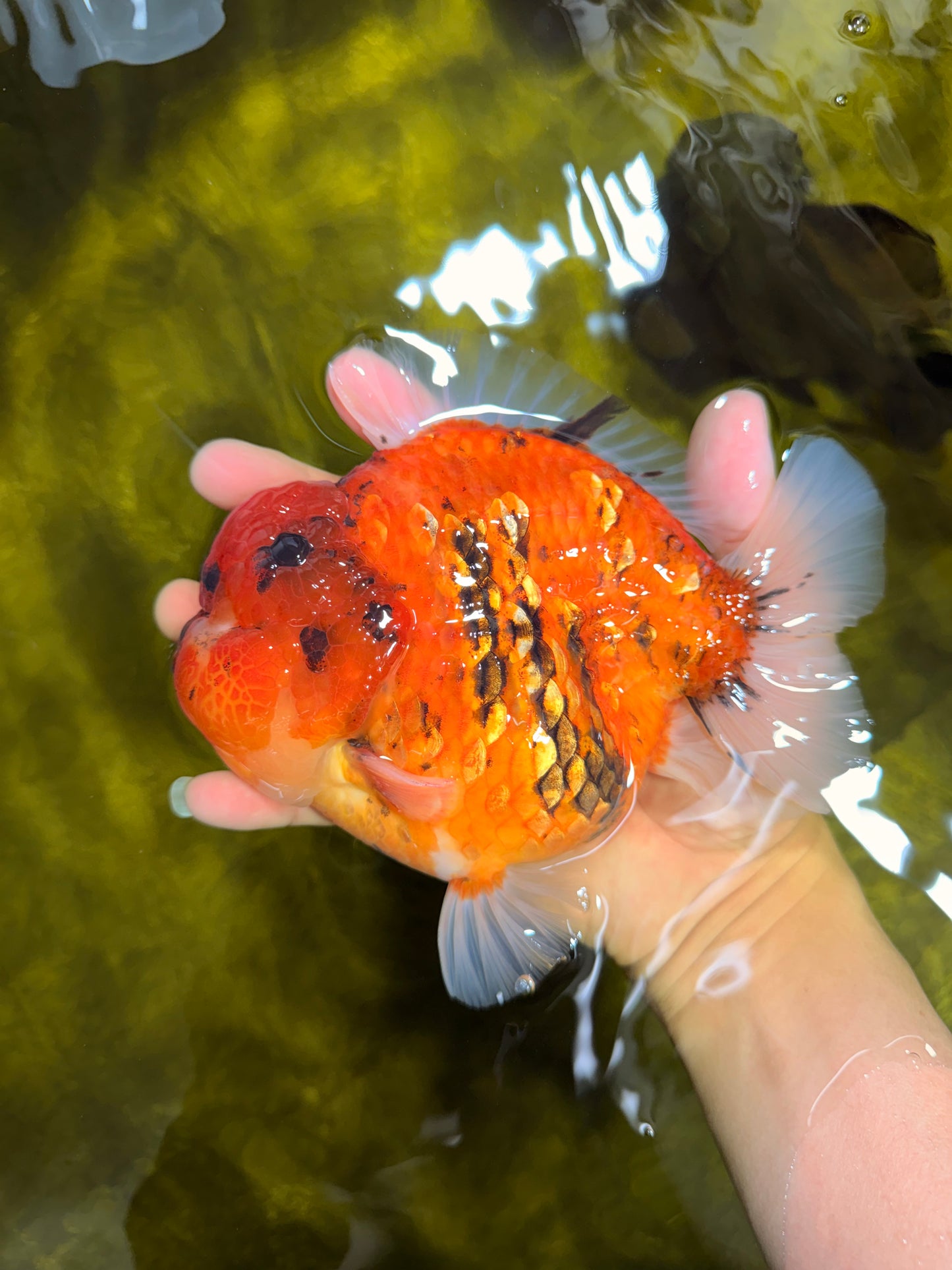 SUPER AAA Grade Godzilla Tiger Yuanbao Male 6.5 inches #022026YB_01