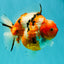 A Grade Sakura Yuanbao Male 5 inches #101626YB_31