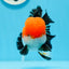 A Grade Tricolor Oranda Male 4.5inches #0920OR_27