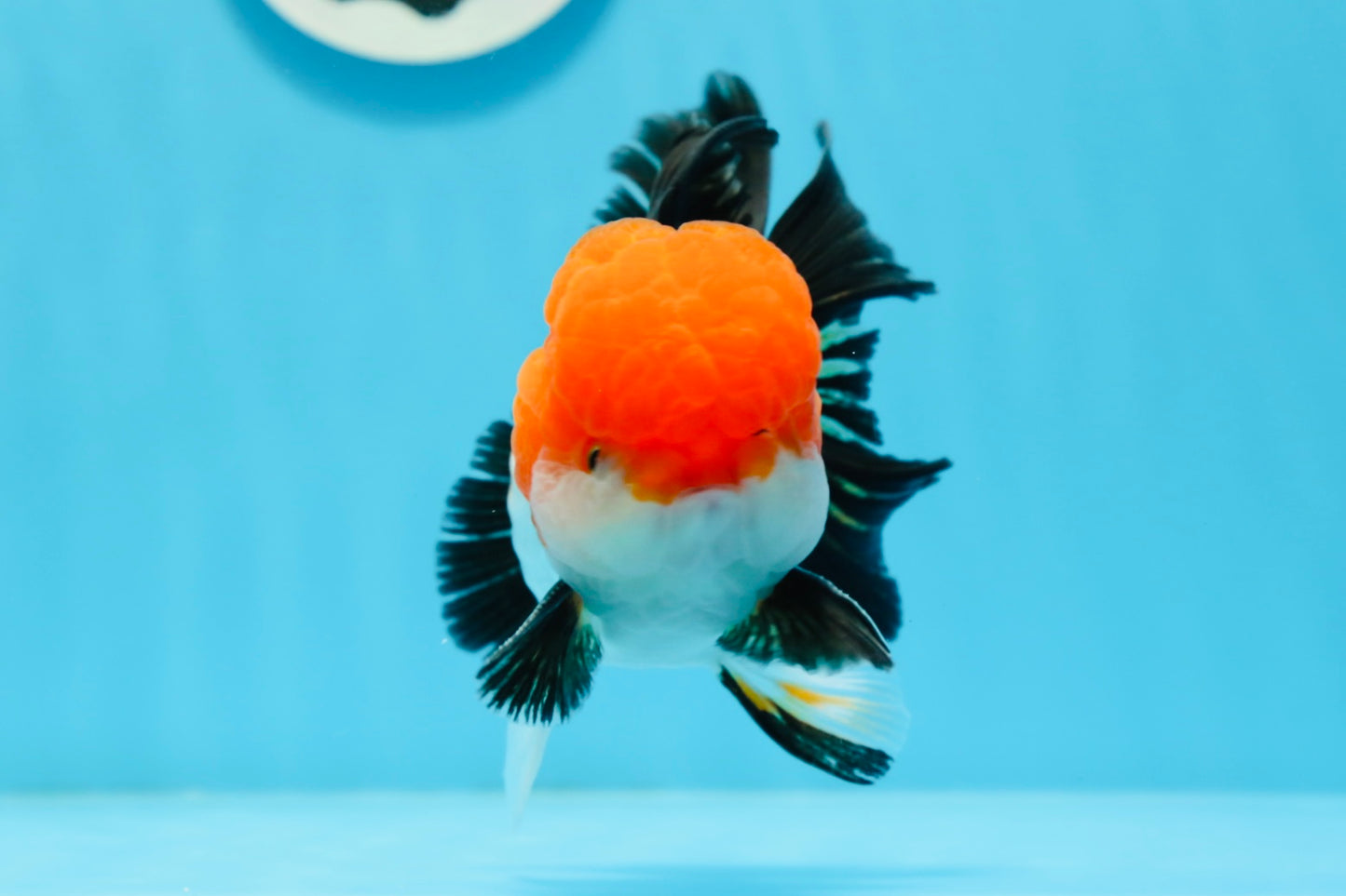 A Grade Tricolor Oranda Male 4.5inches #0920OR_27