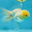 White Oranda Male 5.5 inches #052325OR_04