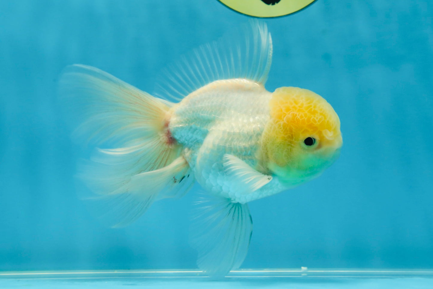 White Oranda Male 5.5 inches #052325OR_04