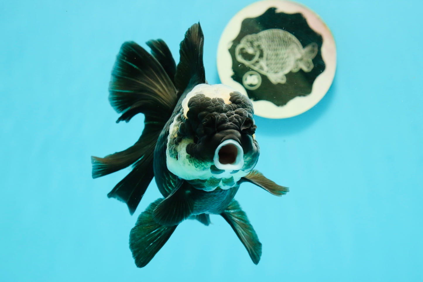 A Grade Monster Panda Oranda Female 5.5-6 inches #111524OR_18