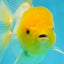A Grade Lemonhead Oranda Male 5.5 inches #072525OR_10