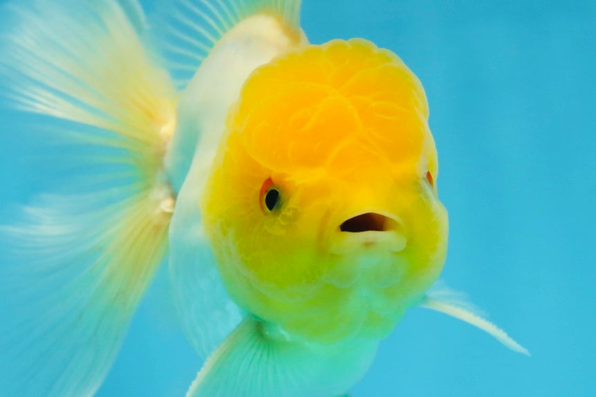 A Grade Lemonhead Oranda Male 5.5 inches #072525OR_10