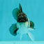 Panda Oranda Male 4 inches #102524OR_22