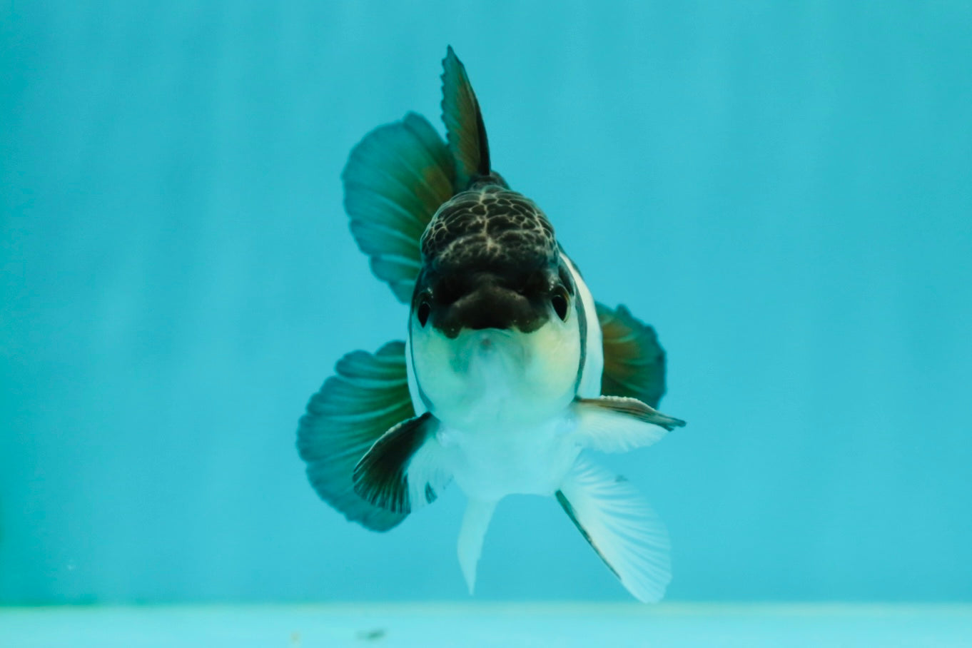 Panda Oranda Male 4 inches #102524OR_22