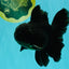 A Grade Black Oranda Male 5-5.5 inches #101626OR_02