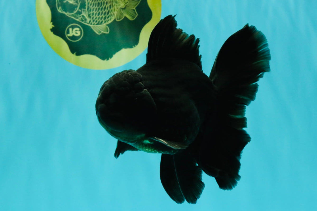 A Grade Black Oranda Male 5-5.5 inches #101626OR_02