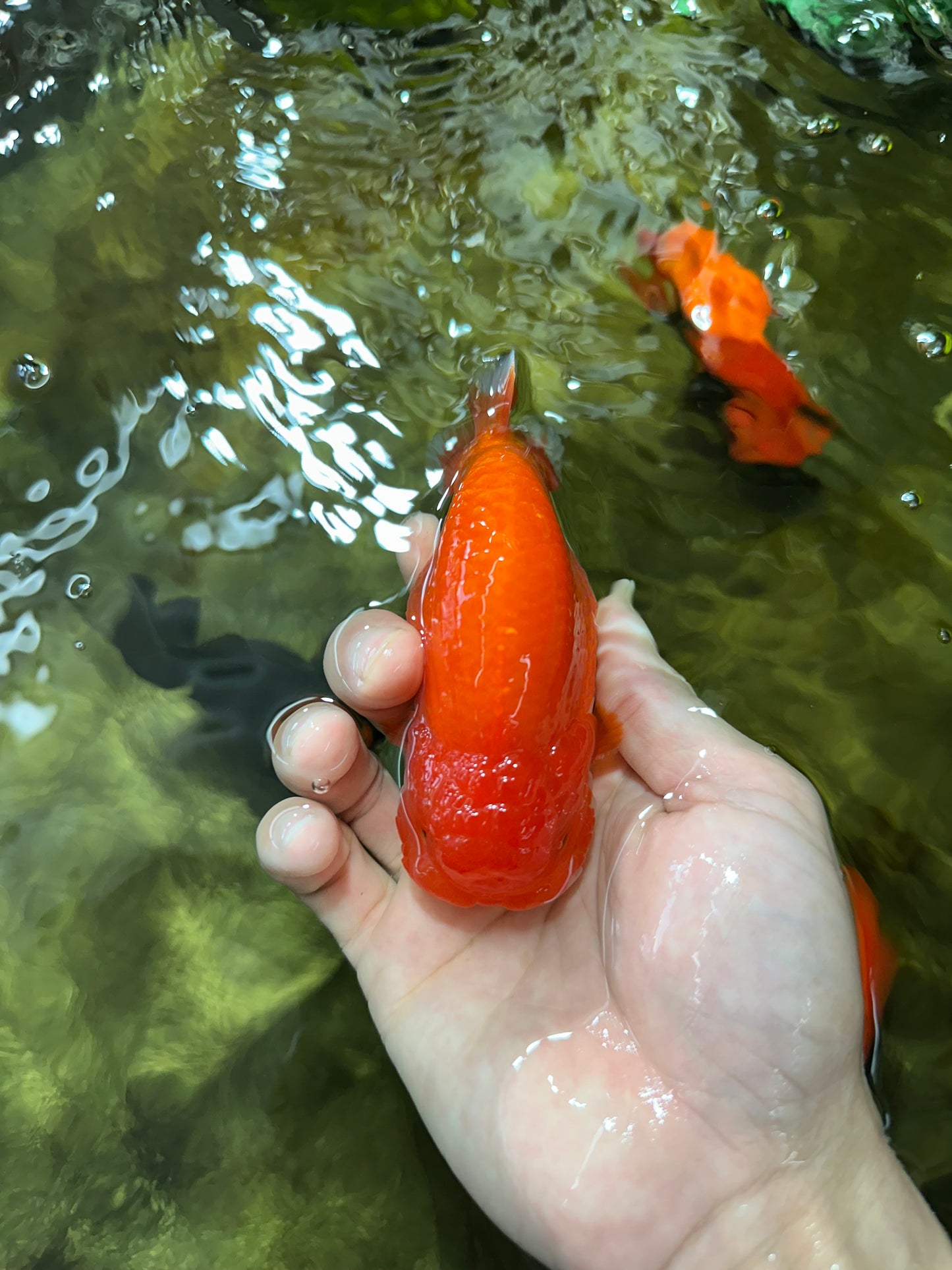 AAA Grade Red White LionKing 4-4.5  inches #053025LC_12