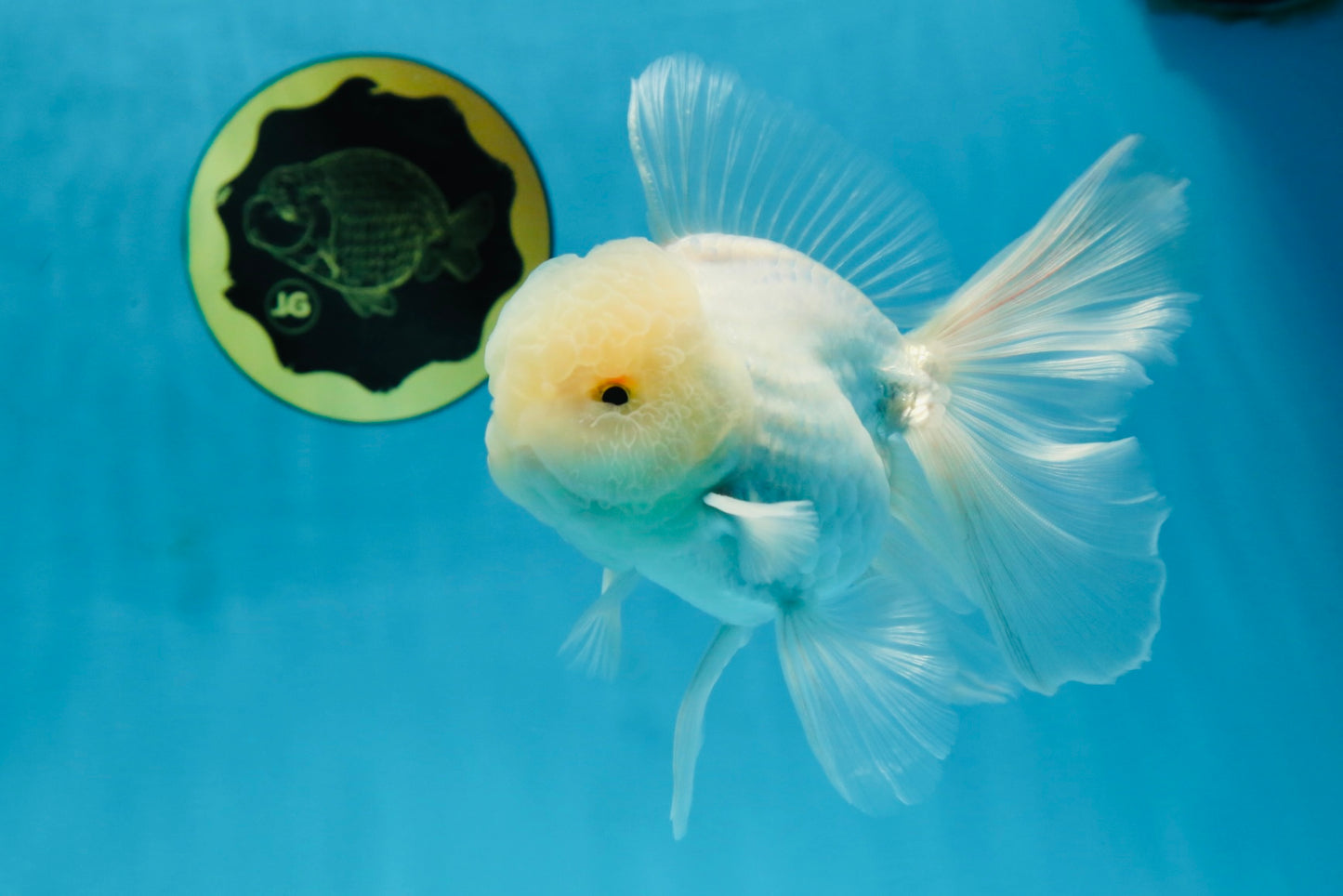 AAA Grade Snow White Oranda Male 5.5-6 inches #062725OR_20