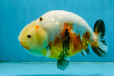 RARE Sakura Chinese Ranchu Female 5 inches #120525RC_08