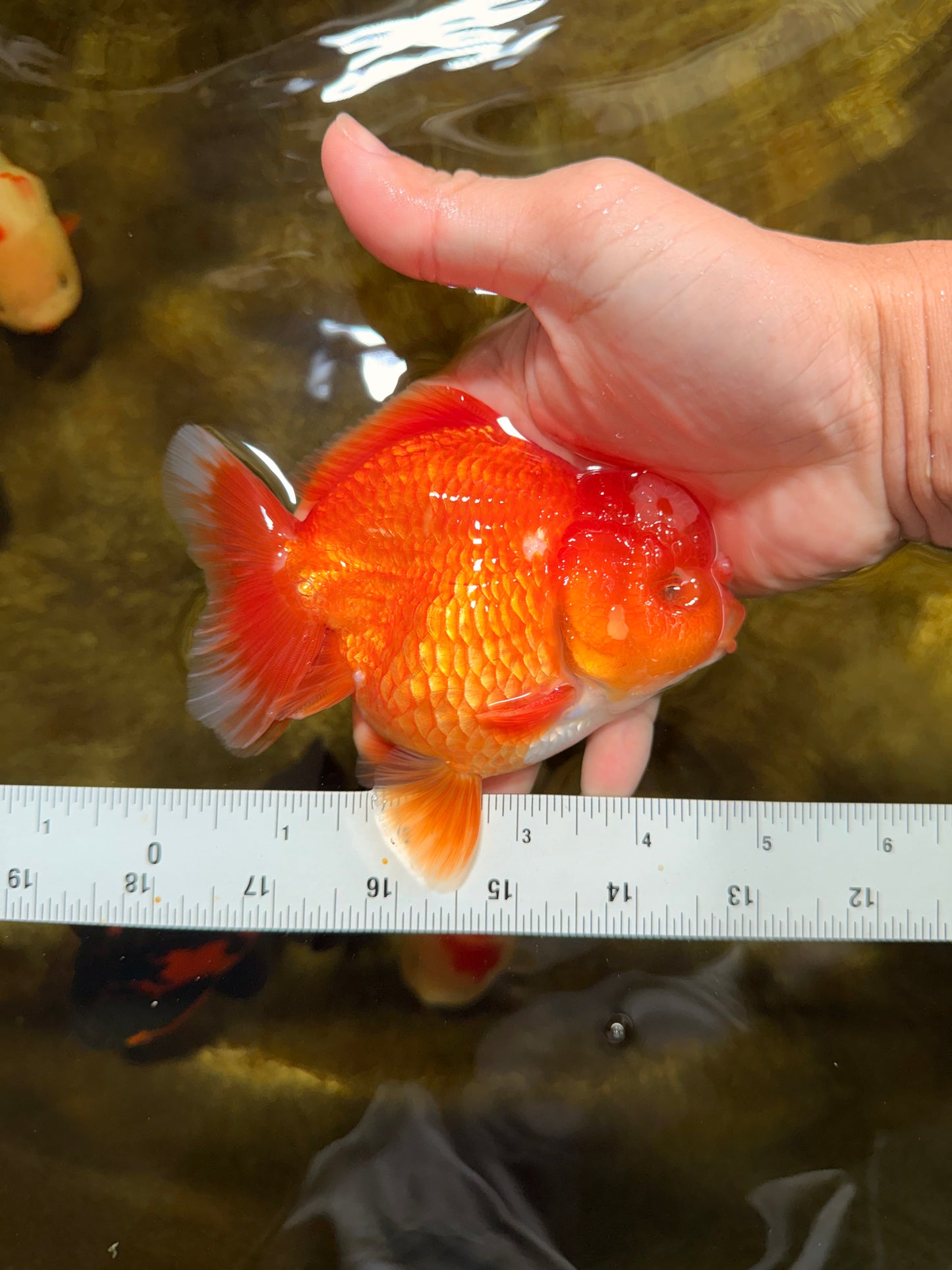 AAA Grade Red White Yuanbao Male 4.5 inches #103125YB_04