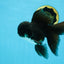 BATMAN A Grade Panda Oranda Male 5.5-6 inches #111425OR_19