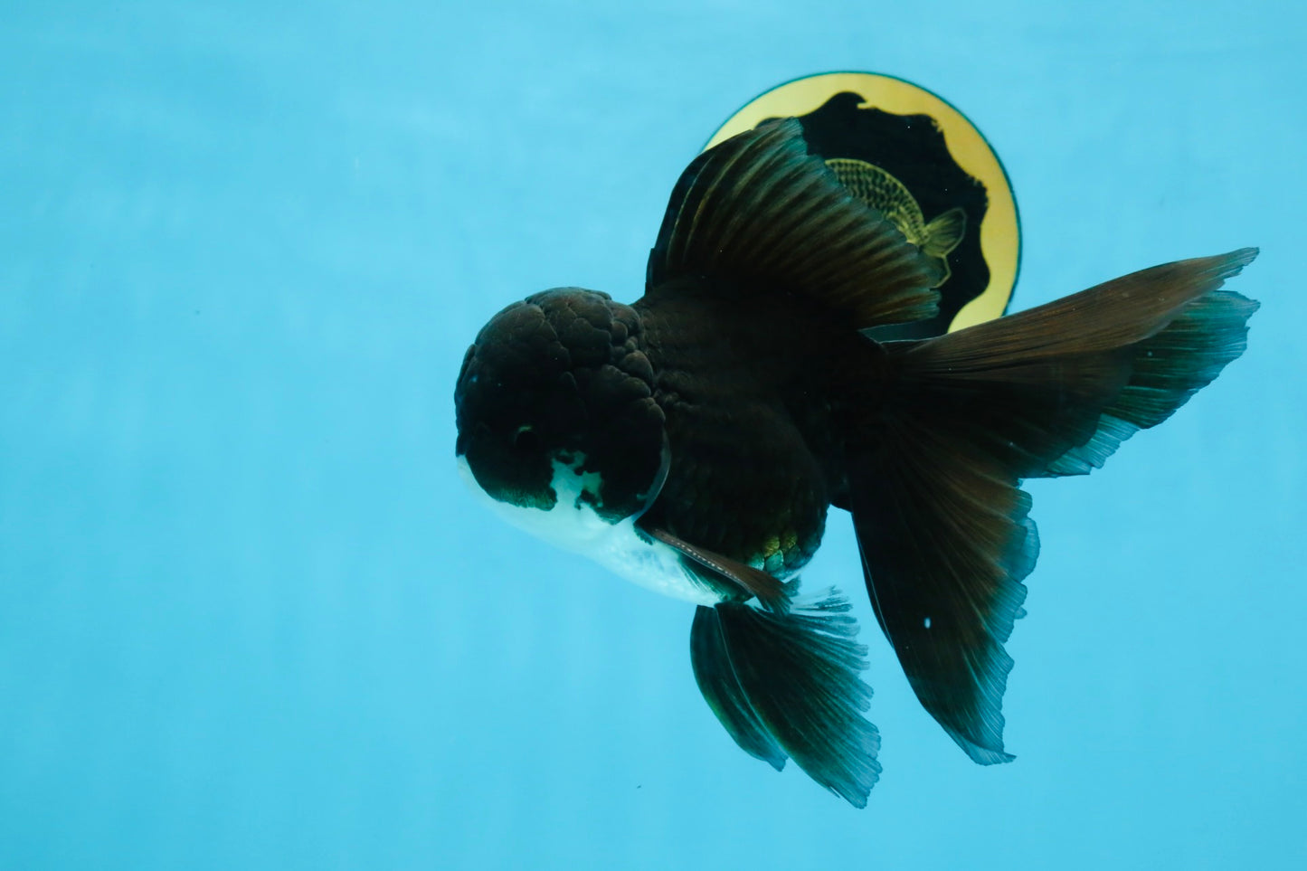 BATMAN A Grade Panda Oranda Male 5.5-6 inches #111425OR_19