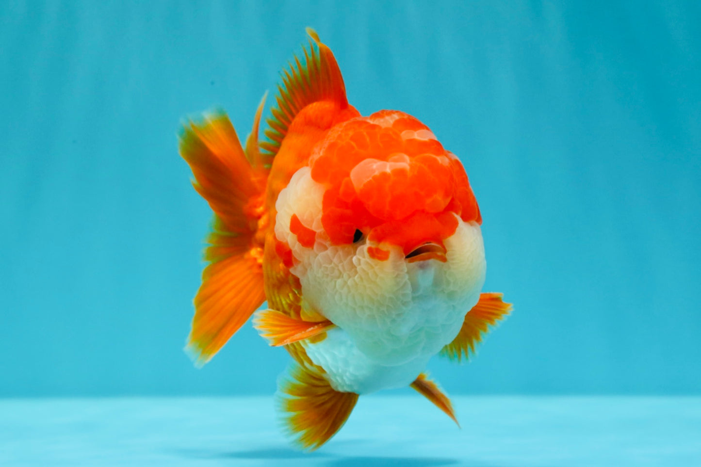 SUPER CUTE AAA Grade Godzilla Red White Yuanbao Male 5.5 inches #030626YB_09