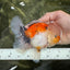 A Grade Calico Oranda Male 5 inches #060625OR_20