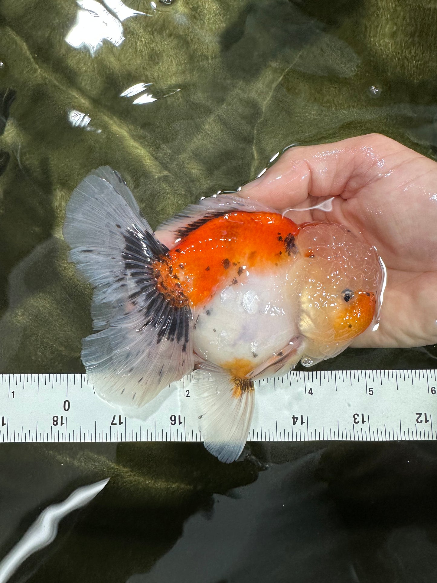A Grade Calico Oranda Male 5 inches #060625OR_20