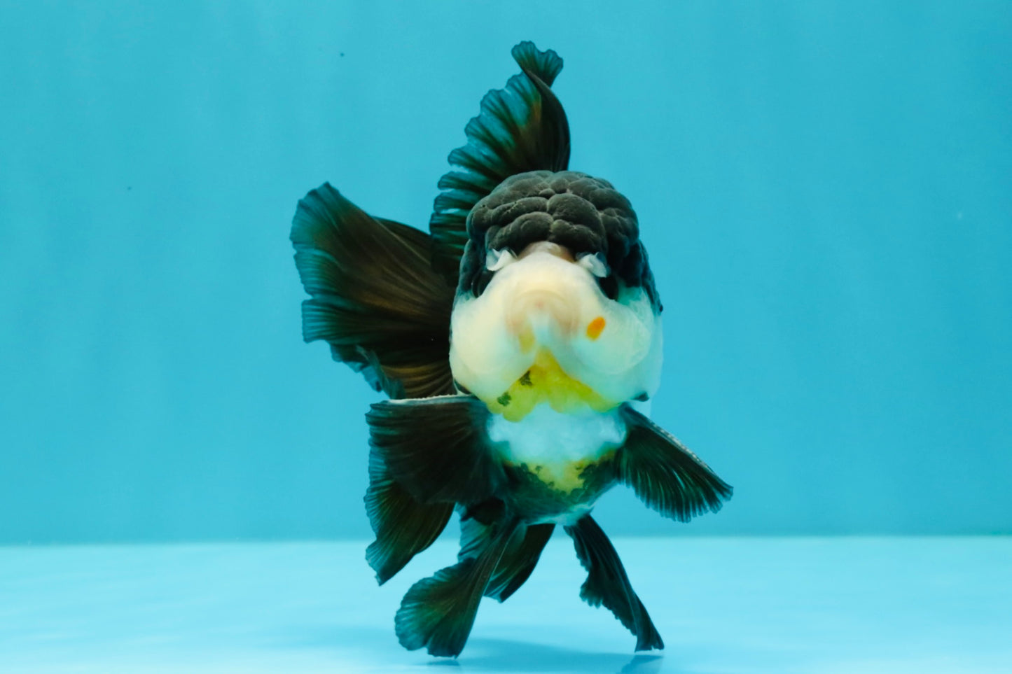 FLUFFY Panda Oranda Male 5 inches #032026OR_11