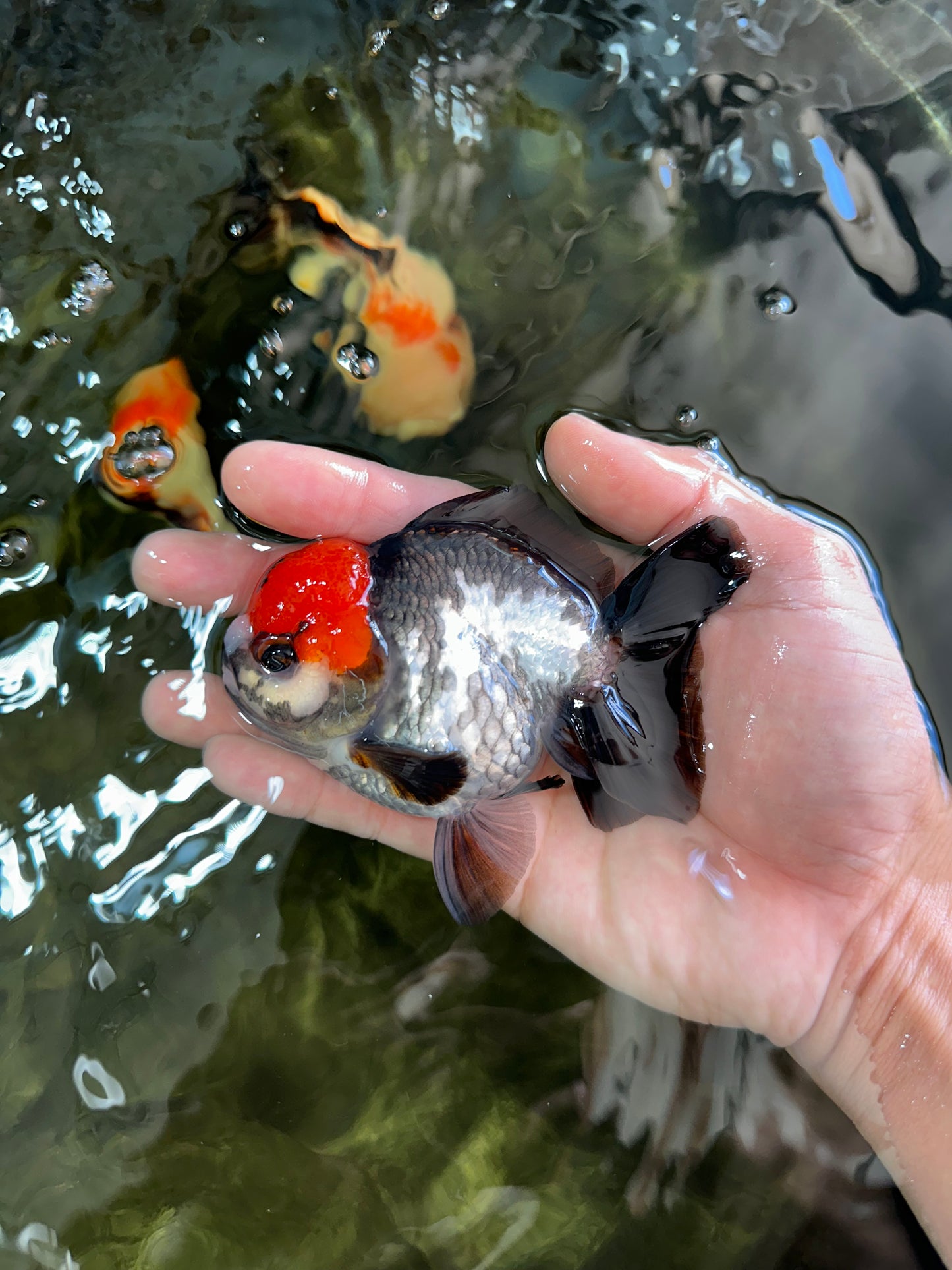 A Grade Pompom Tricolor Yuanbao Male 4 inches #052325YB_26