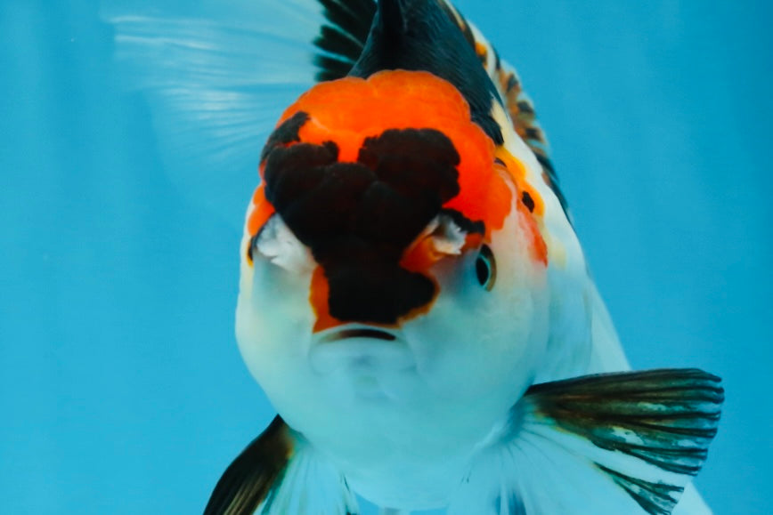 A Grade Tricolor Oranda Female 6.5 inches #070425OR_18