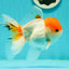 A Grade Chubby Tricolor Red Head Oranda Male 4.5-5 inches #1018OR_21