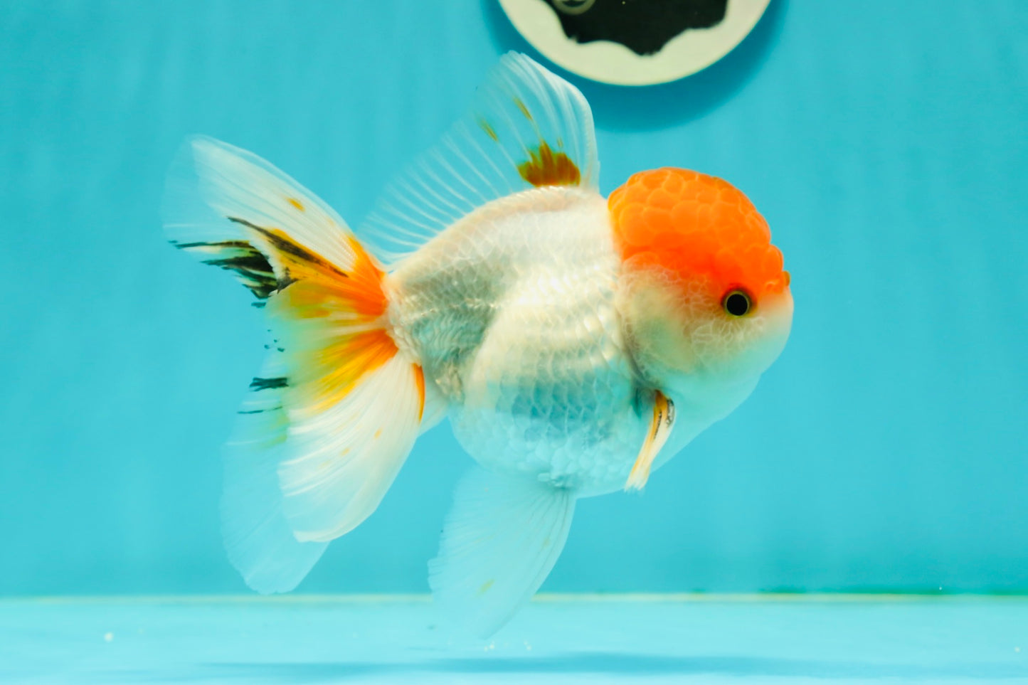 A Grade Chubby Tricolor Red Head Oranda Male 4.5-5 inches #1018OR_21