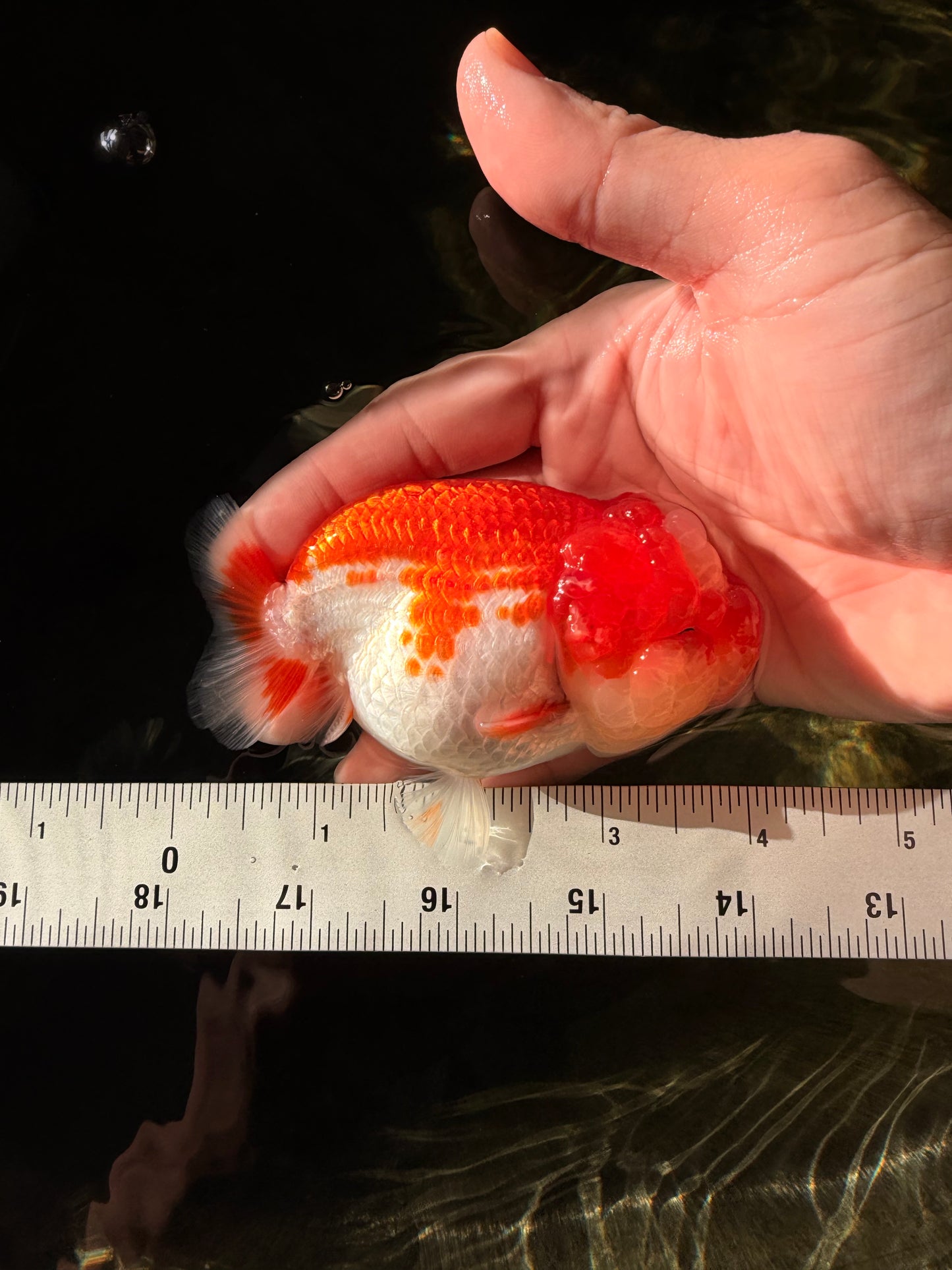 UNIQUE A Grade Jade Head Red White LionQueen 4 inches #030626LC_05