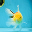 Red White Oranda Female 5.5-6 inches #052325OR_05