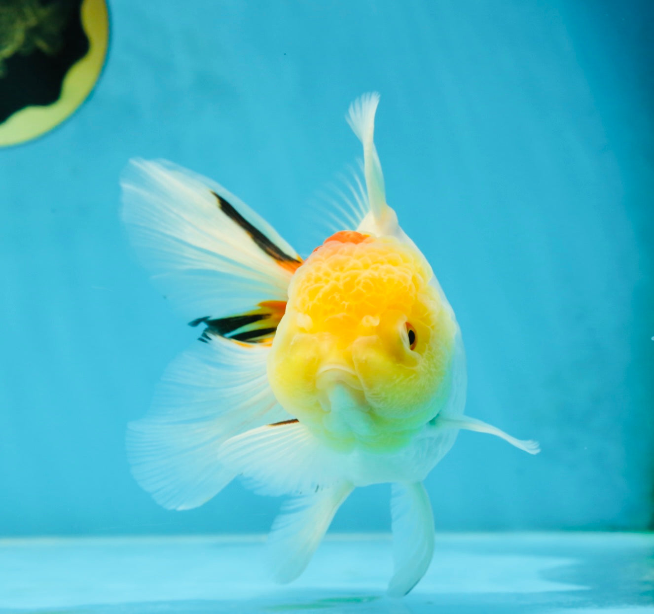 Red White Oranda Female 5.5-6 inches #052325OR_05