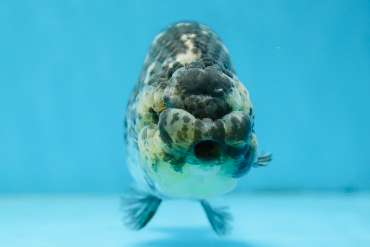 AAA Grade White Tiger LionQueen 5-5.5 inches #091225LC_08