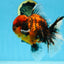 AAA Grade Godzilla Tiger Oranda Female 6.5 inches #081525OR_12