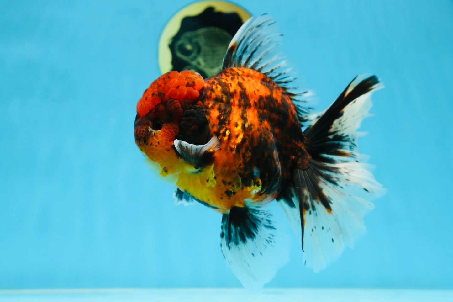 AAA Grade Godzilla Tiger Oranda Female 6.5 inches #081525OR_12