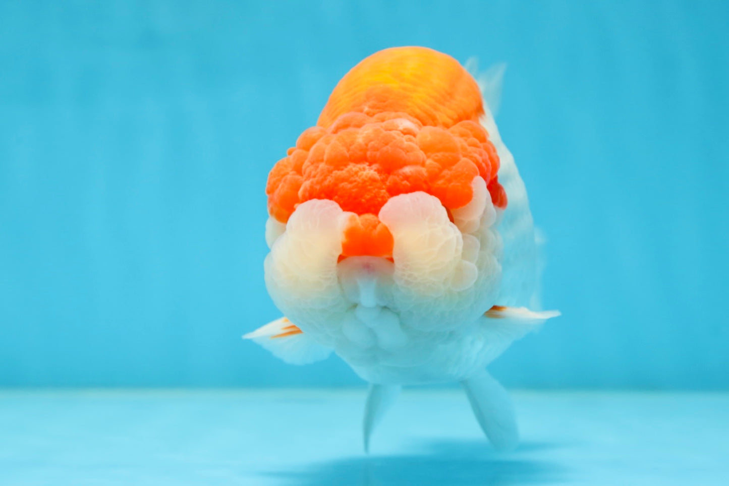 AAA Grade Red White LionKing 5.5-6 inches #081525LC_01