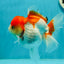 Red White Oranda Female 5 inches #110124OR_04