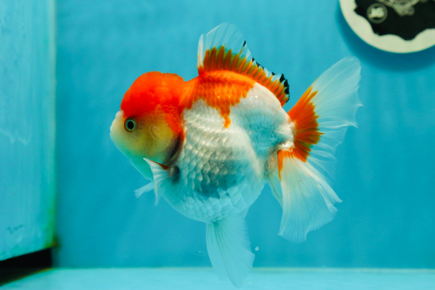 Red White Oranda Female 5 inches #110124OR_04