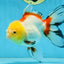 ADRORABLE Lemonhead Oranda Female 5-5.5 inches #091225OR_18