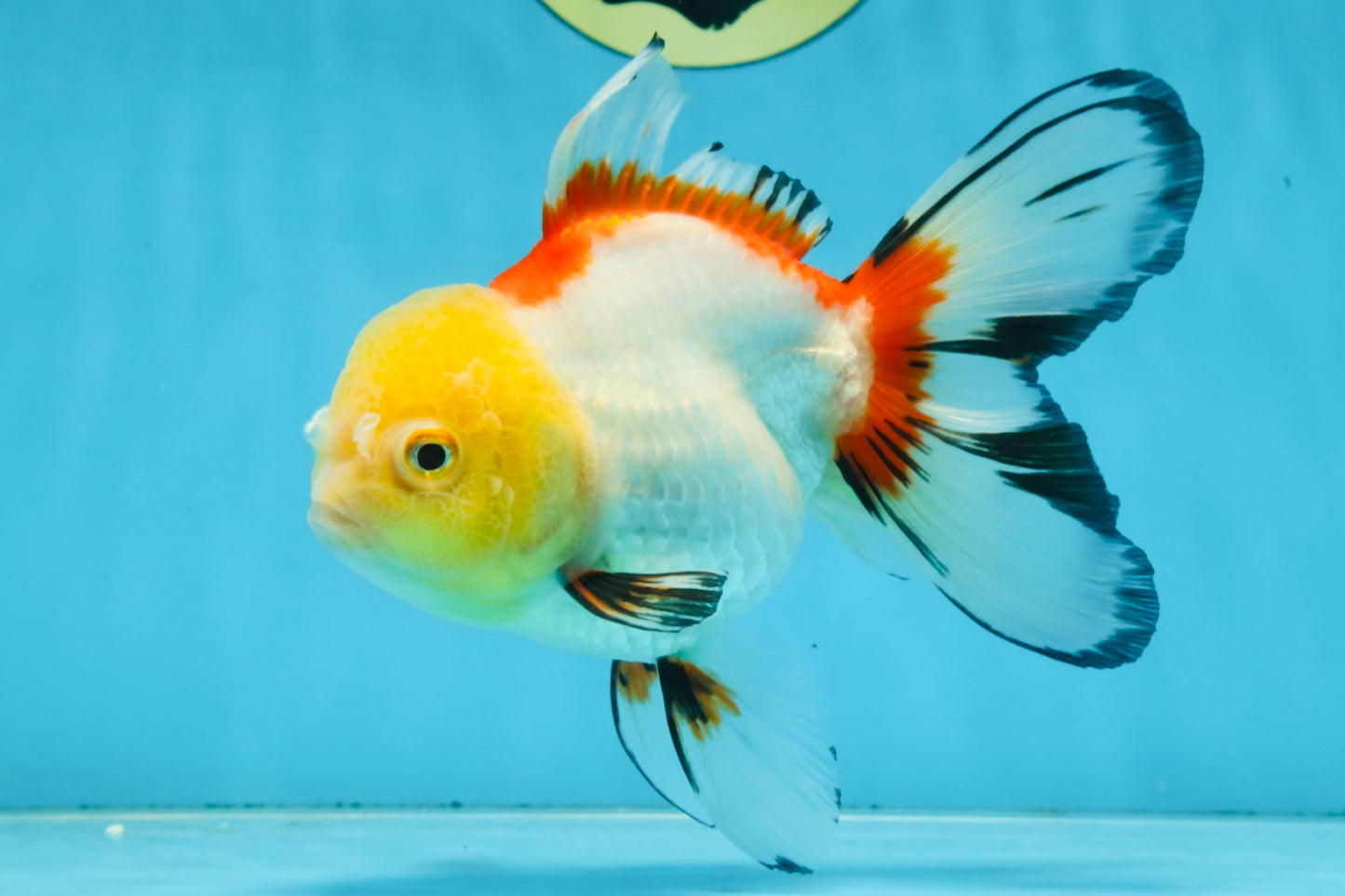 ADRORABLE Lemonhead Oranda Female 5-5.5 inches #091225OR_18