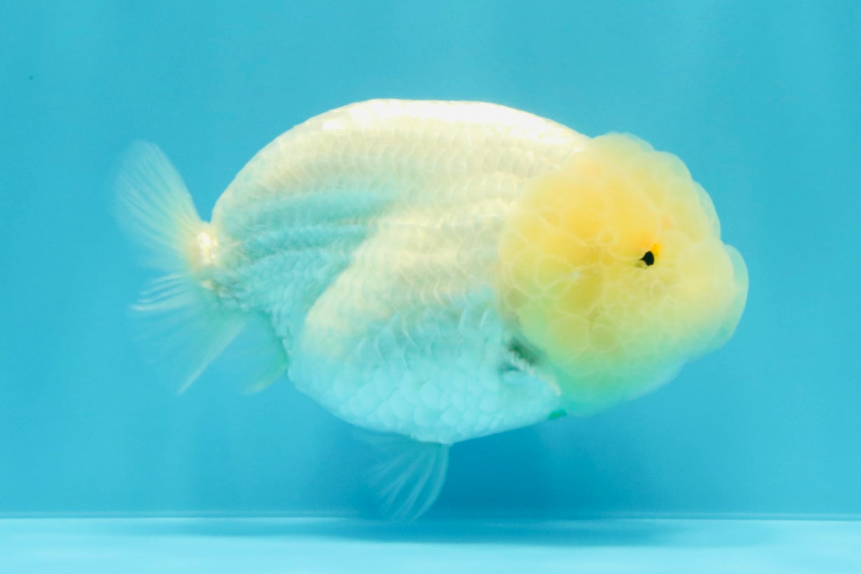 A Grade White LionQueen 4-4.5 inches #030626LC_04