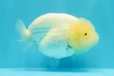 A Grade White LionQueen 4-4.5 inches #030626LC_04