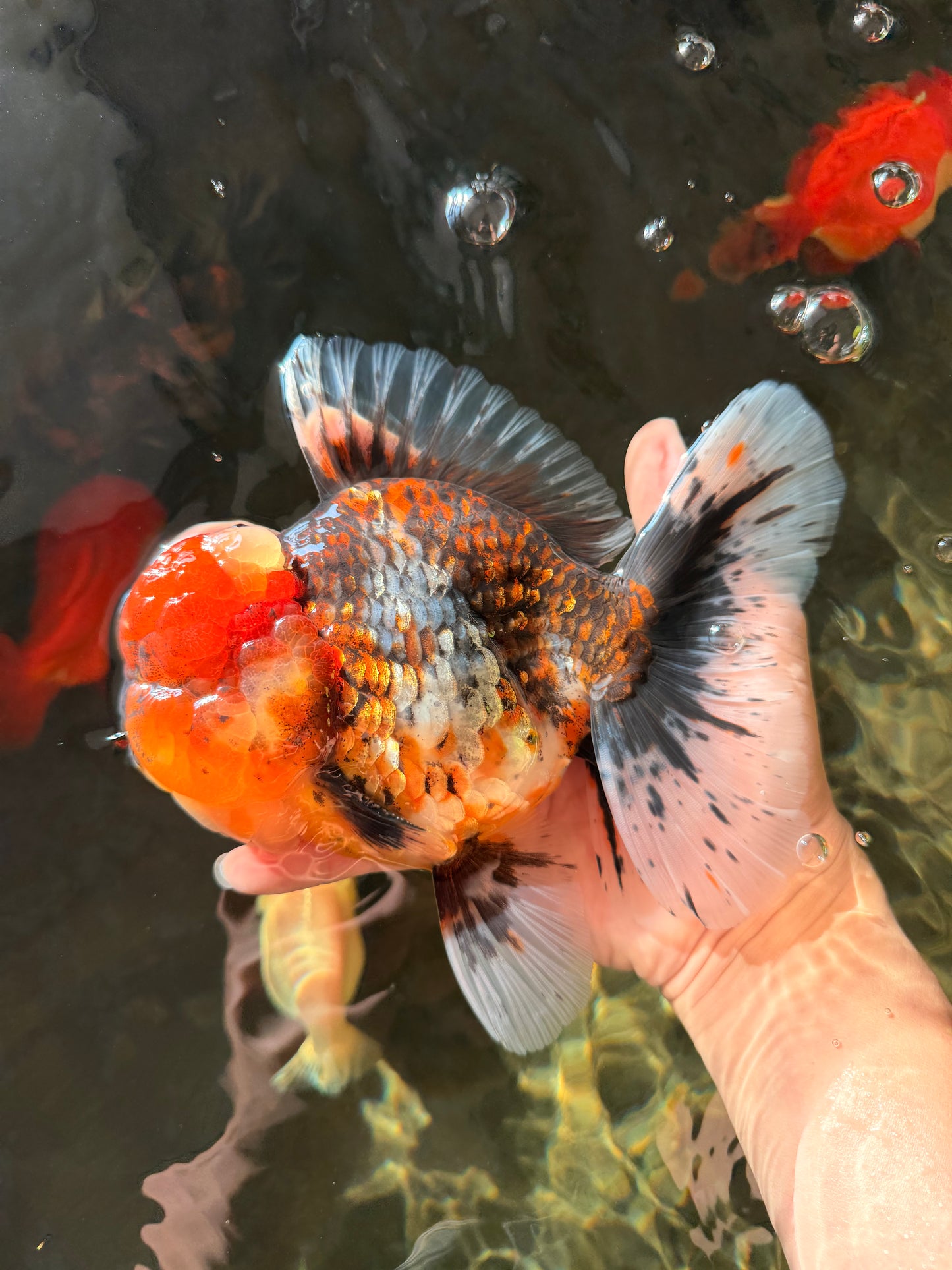 GIANT SUPER AAA Grade Godzilla Kirin Calico Oranda Male 6.5-7 inches #030626OR_06