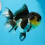 Panda de ojos de botón de grado AAA Oranda hembra de 5 pulgadas n.º 0913OR_16