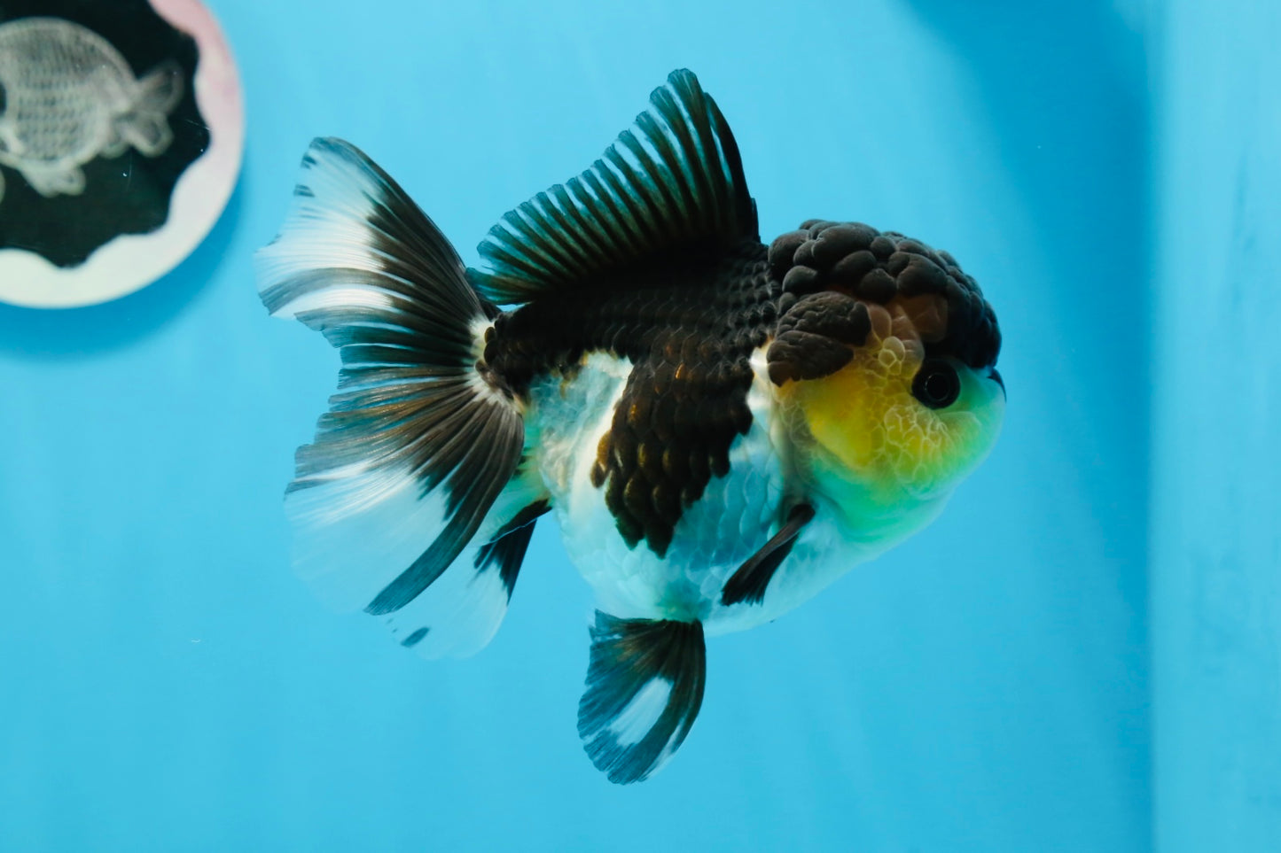 Panda de ojos de botón de grado AAA Oranda hembra de 5 pulgadas n.º 0913OR_16