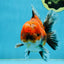 SPECIAL ROSE TAIL A Grade Calico Oranda Male 5.5 inches #120525OR_01