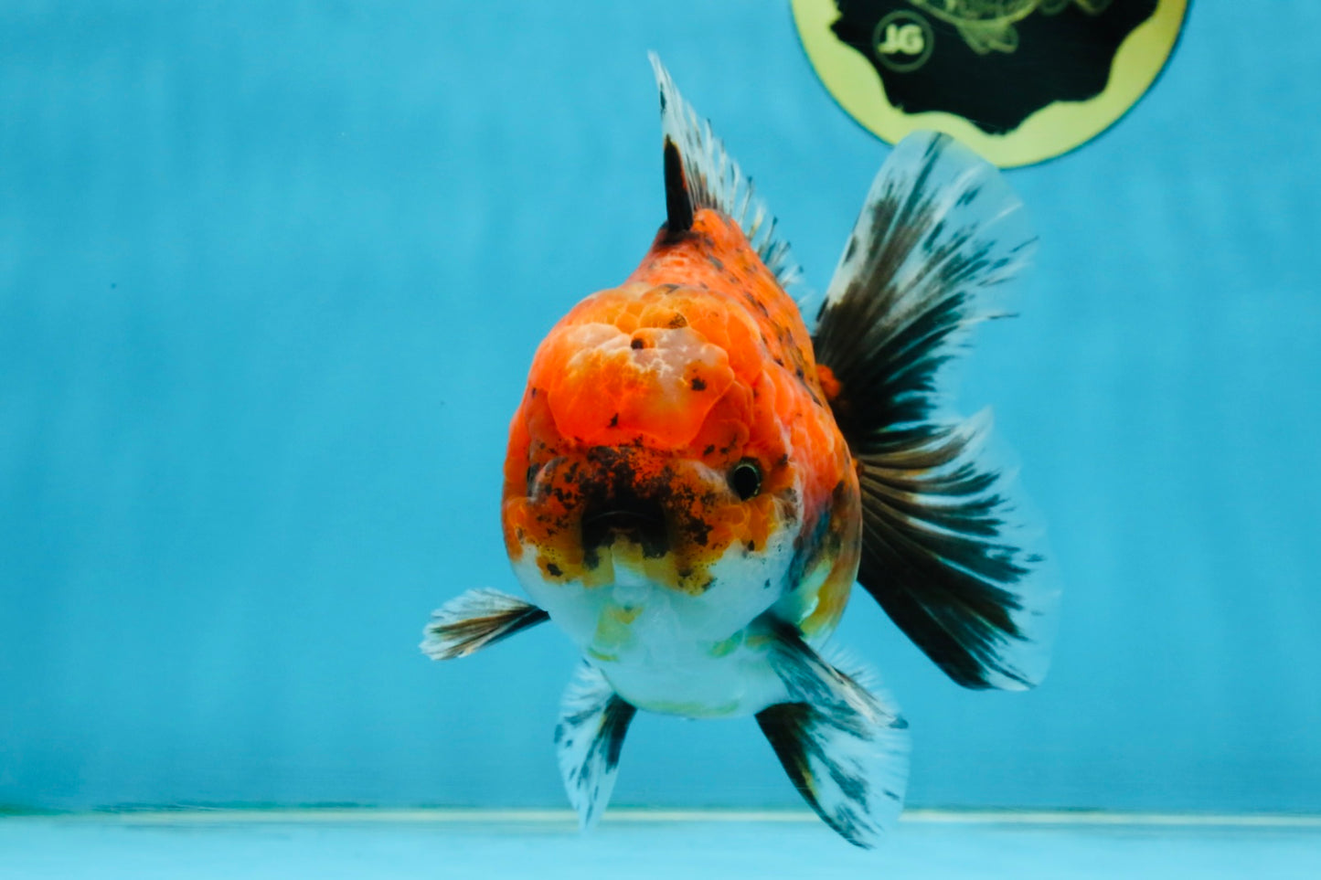 SPECIAL ROSE TAIL A Grade Calico Oranda Male 5.5 inches #120525OR_01