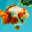 BULLDOG AAA Grade Red White Yuanbao Male 6 inches #070326YB_02